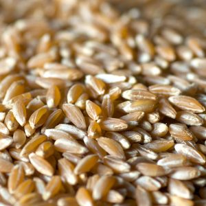 Grano duro  100 kg