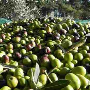 Le Olive dell’ Irpinia  100 kg